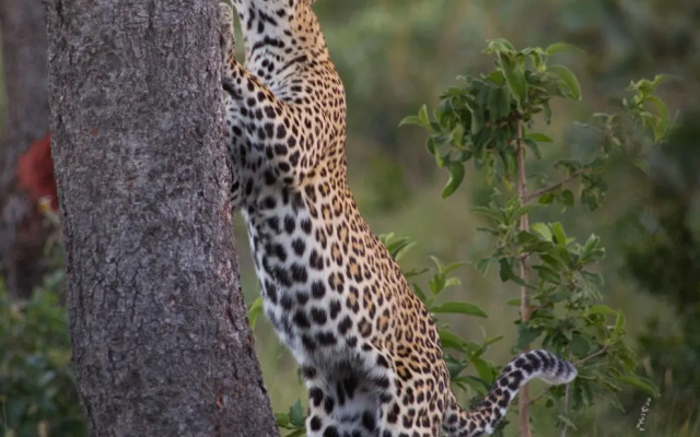 Makweti Safari Lodge