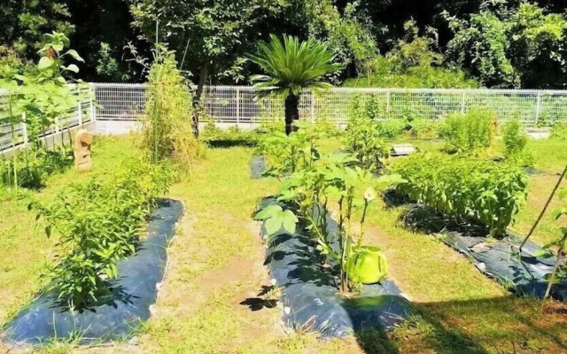 Kitchen Garden