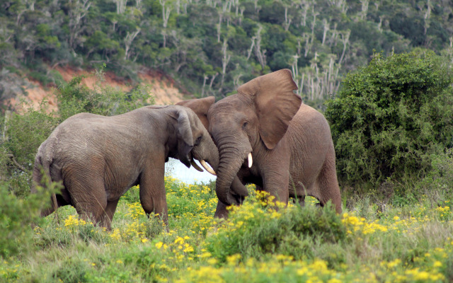 Sibuya Game Reserve