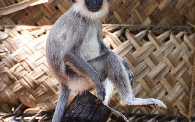 Humbhaha Jungle Nature Eco Resort