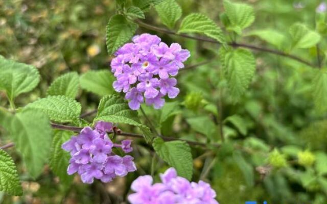 Xana Lite Hotelle (Zizhong Shanghehui)