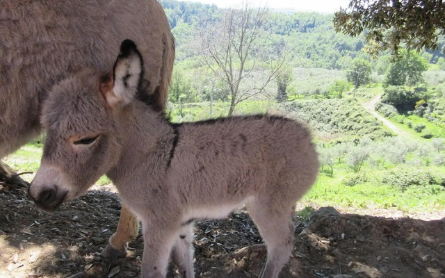 Società Agricola F.lli Angelucci