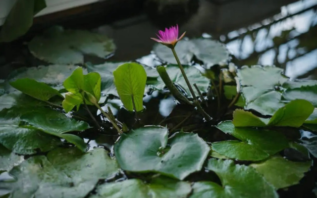 Homestay CHẤT - Pagoda View 1