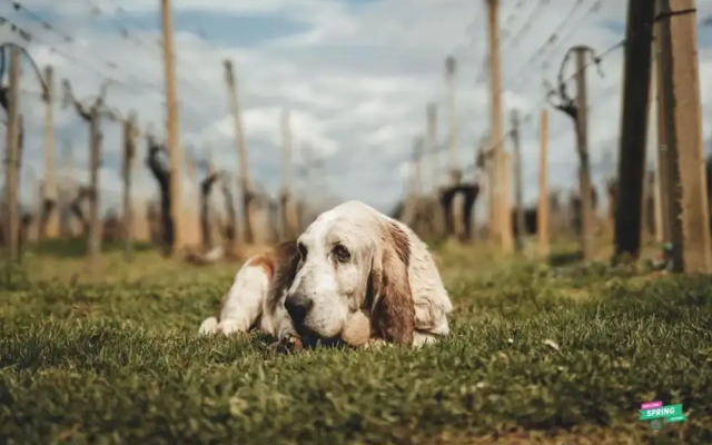 Hedonistic Vineyard Estate With Hot Tub