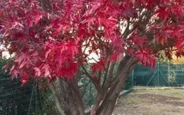 Acero Rosso B&B