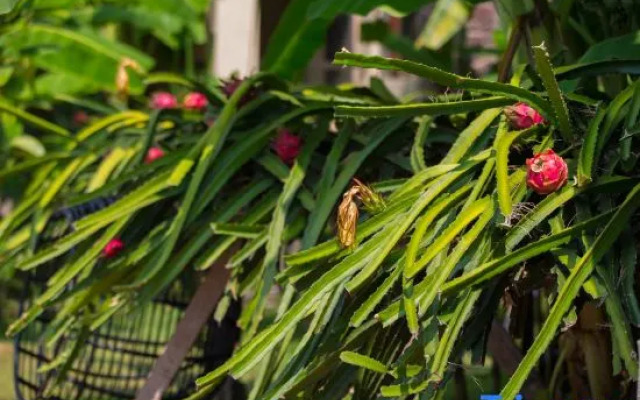 Xishuangbanna Lanzhu Villa Hotel