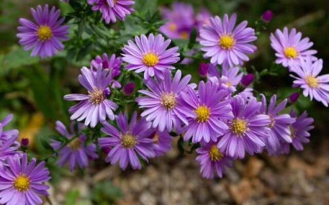 Apartment R. Dermendzhiev