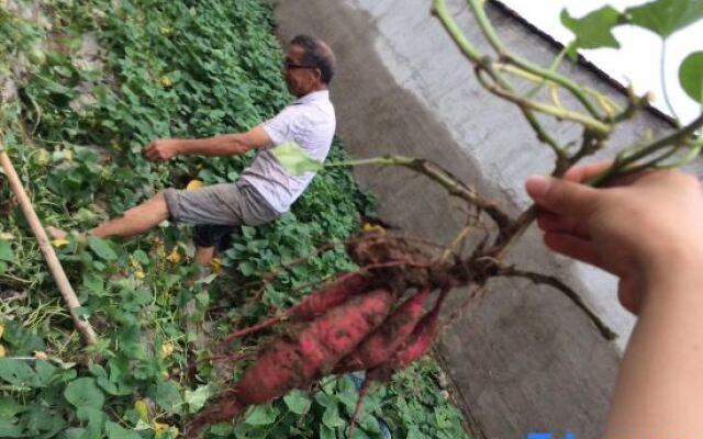 Tianmushan Old Lady Villa