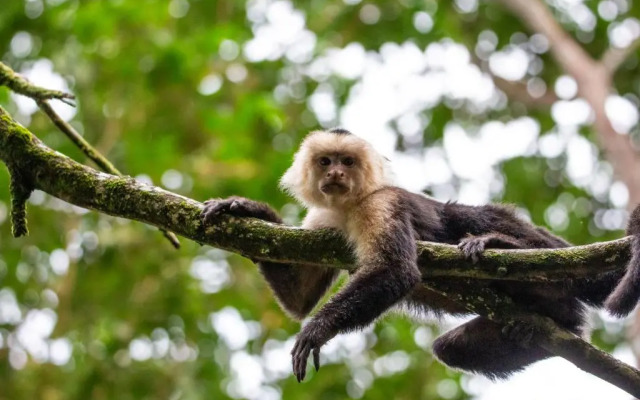 Palapa Hut Hostel & Camping