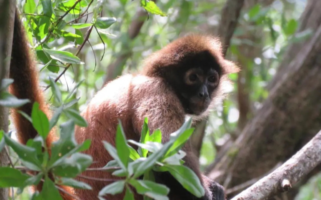 Palapa Hut Hostel & Camping