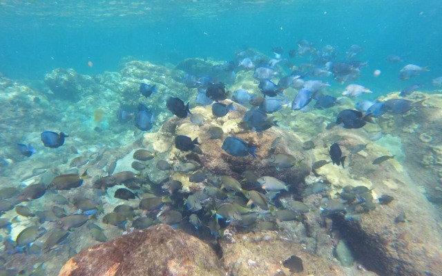 Angel Fish Cove