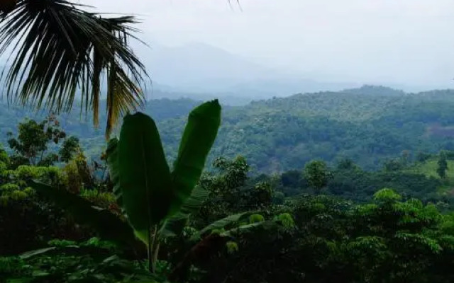 Contour Jungle Resort