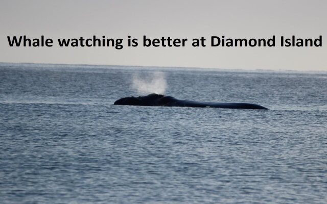 Diamond Island Resort & Penguin viewing