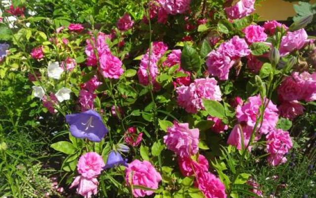 Ferienwohnungen Stranddistel