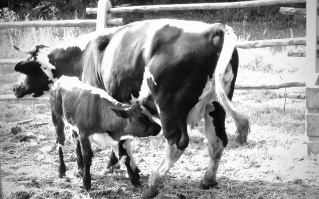 Agriturismo Campofelice