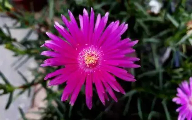 Morada Recanto Das Flores