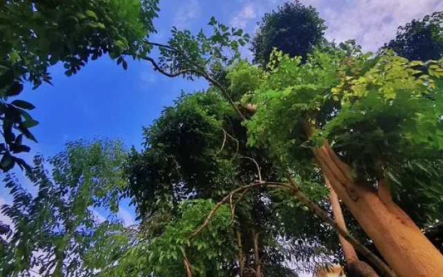 Qi Cai Lin Xi Villa Holiday Hotel