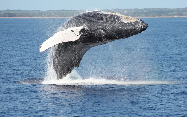 Wai'ula'ula D201 by RedAwning