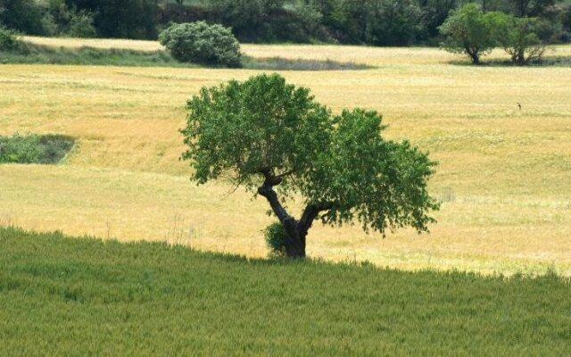 Hostal Palouet de Segarra