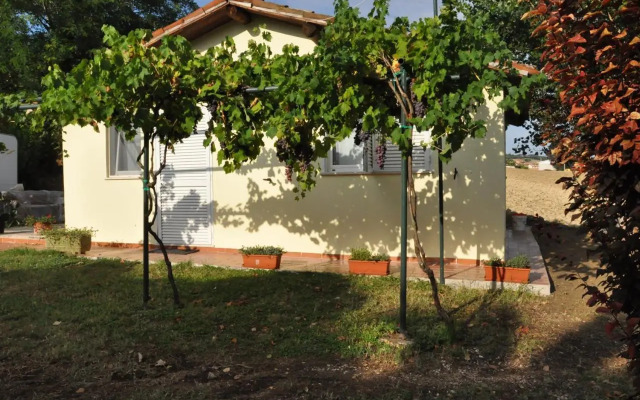 La Vite sul Tetto
