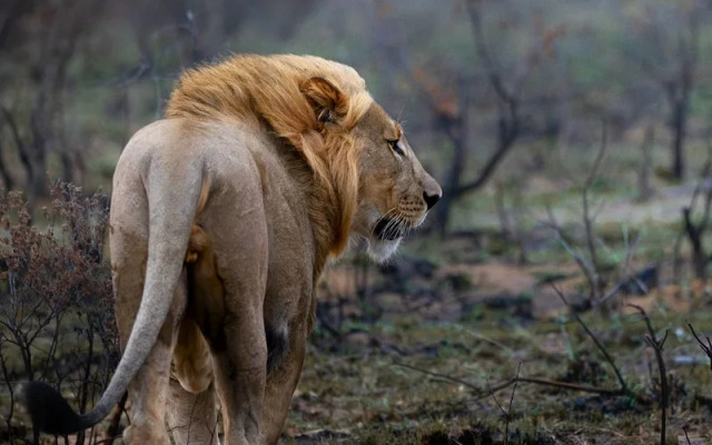 Sediba Luxury Safari Lodge