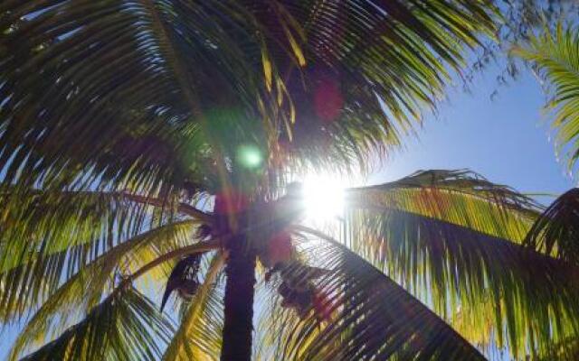 Coconuts