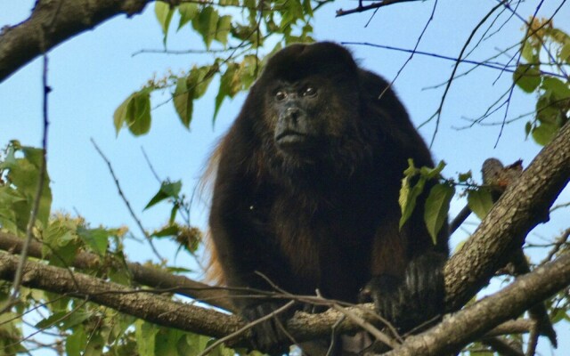 Finca Ometepe