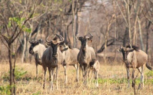 Chaminuka Lodge and Nature Reserve