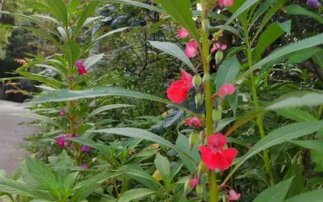 Shanshang Sunshine Courtyard