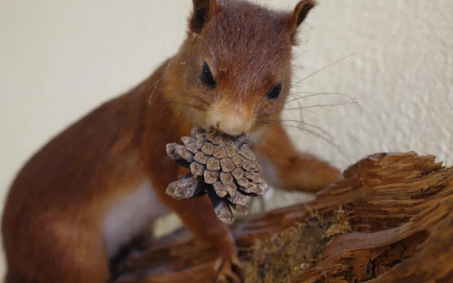 Pension Am Nicolaiplatz