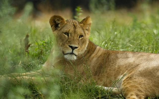 Dyreparken Safarihotell