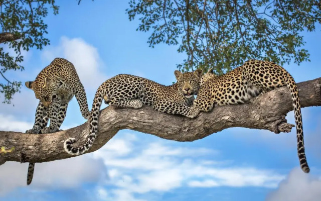 Motswari Private Game Reserve by Newmark