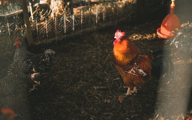 Bellamanga Country House