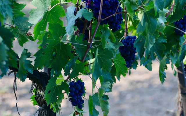 The Grapevine by MANVI