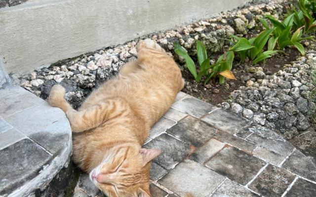 PINOKKIO B&B Restaurant