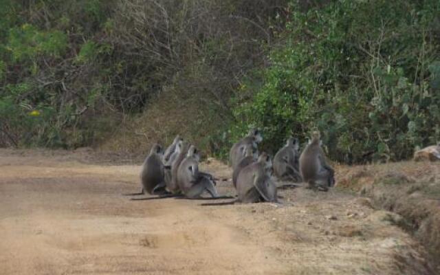 Ruhunu Safari Camping