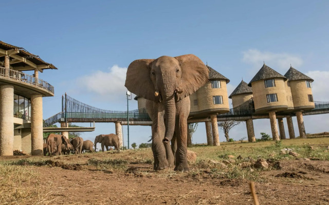 Salt Lick Safari Lodge