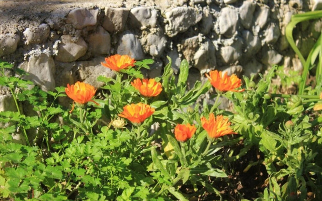 Rosemary - Gorgeous Garden - A2