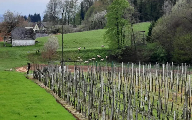 Vineyard cottage Klobčar