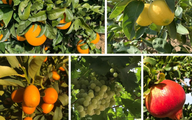 Casa Grande / Rosas Cantares