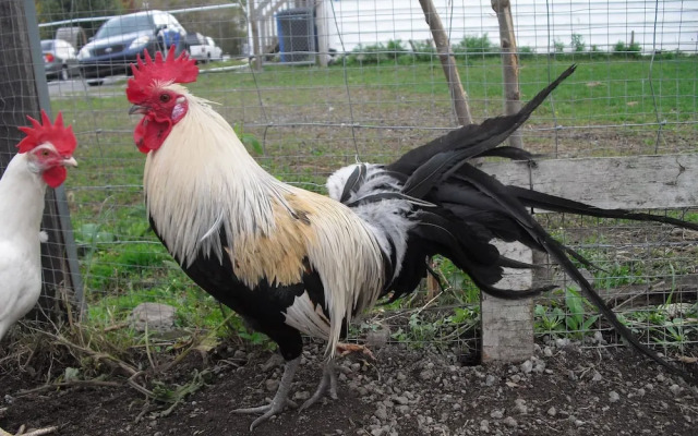 Chez Jacques et Chantale, B&B