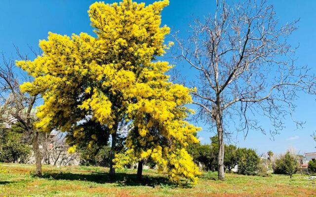 Palazzo D'Amaro Historical Residence