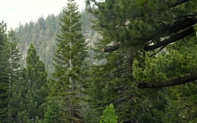 Mammoth S #223 2 Bedroom Condo