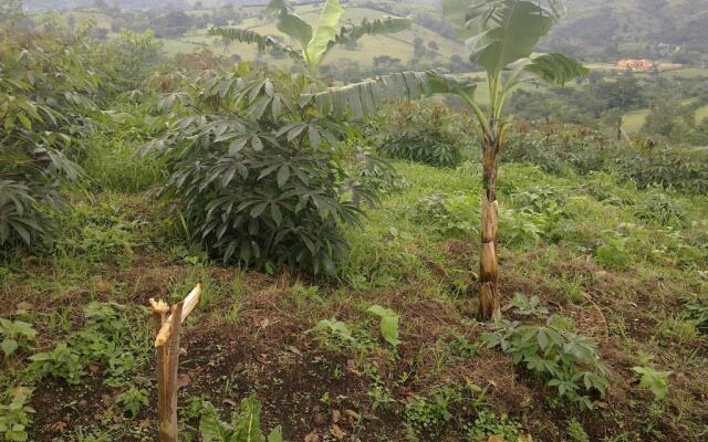 The Crested Crane Bwindi