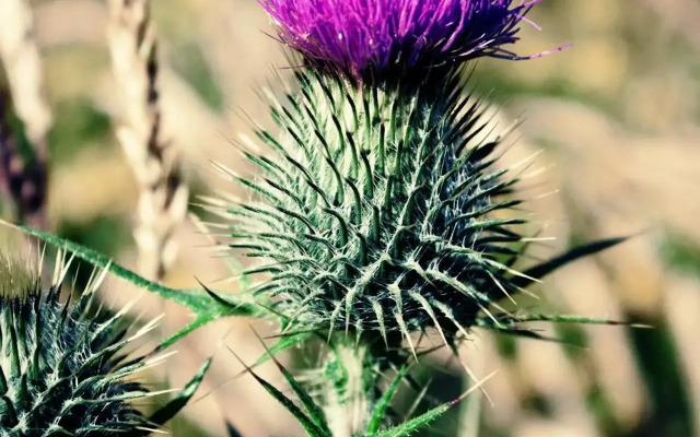 Silver Key Apartments III