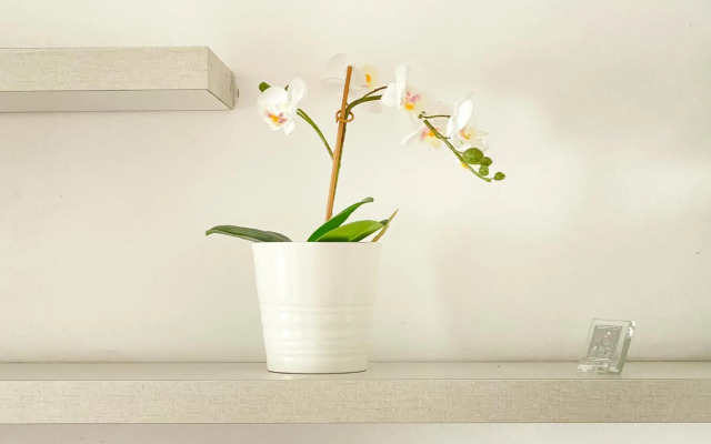 National Arena Studio 2