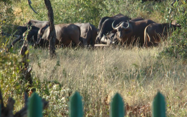 Muweti Bush Lodge