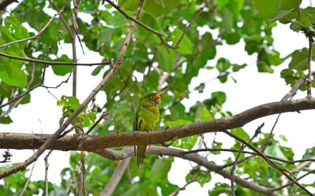 Playa Lagarto Eco Development