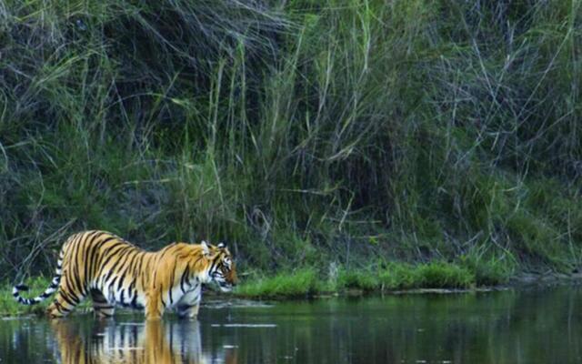 Corbett Treat Resort