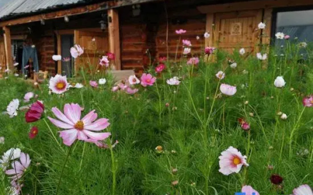 Kanas JunYue Courtyard Homestay